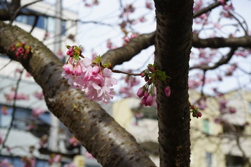 Frühe Kirschblüten in Berlin