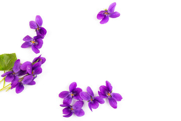 Fototapeta na wymiar Viola Odorata flowers isolated on white background in close- up. Place for text. Top view with copy space