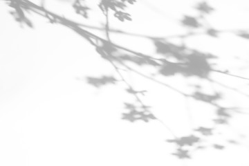 Blurred overlay effect for for natural light photo effects. Gray shadows of cherry tree blooming branches on a white wall. Abstract neutral nature concept background for design presentation. 