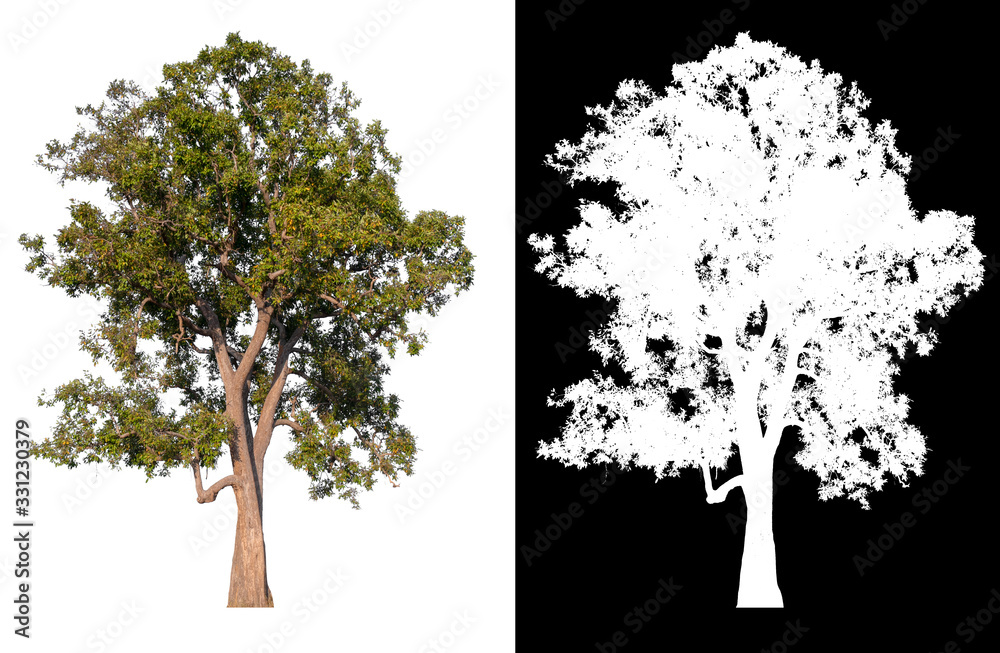 Aufkleber isolated tree on white background with clipping path