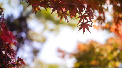 Beautiful red leaves in Japan