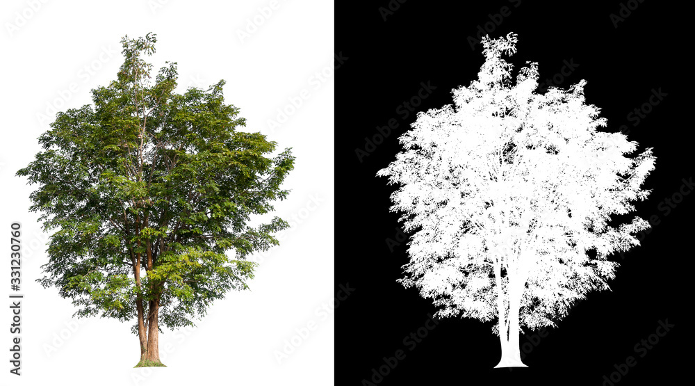 Poster isolated tree on white background with clipping path