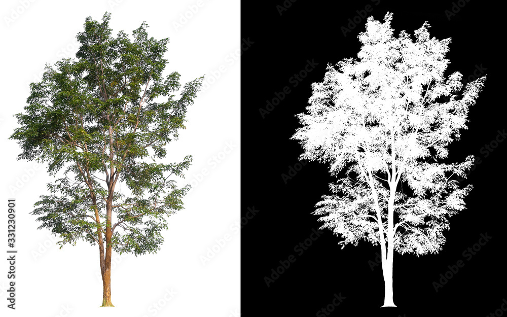 Poster isolated tree on white background with clipping path