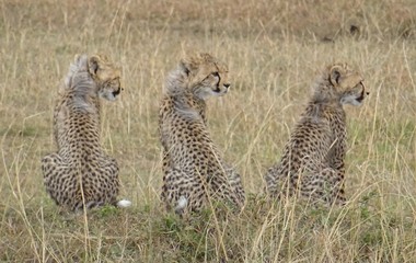 baby cheetahs in masai mara kenya
