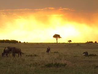 Fototapeta na wymiar sunset in africa