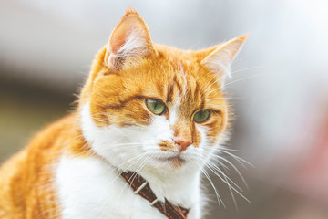 Obraz premium Cute white-red cat in a red collar relax on the garden, close up, shallow depth of field. Cat is staring at something
