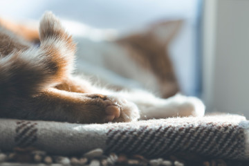 Cute foot and tail of cat. Red and white kitty out of focus sleeping in warm wool plaid blanket on...