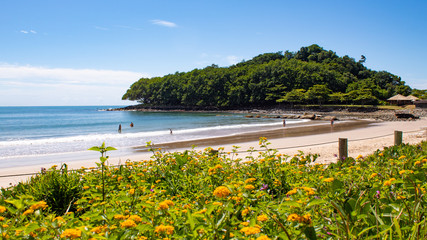 Flores amarelas ao fundo a Praia do Plaza em Itapema, SC,BR