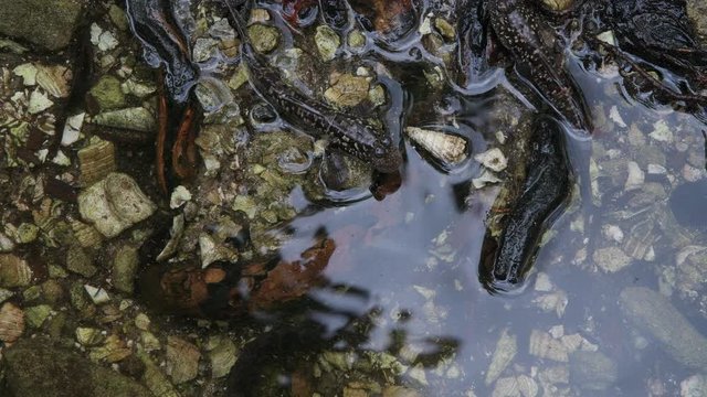Mudskippers group is sitting on a root in mangrove forest, Seychelles.
