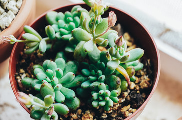 Amazing close up of rare succulent plant