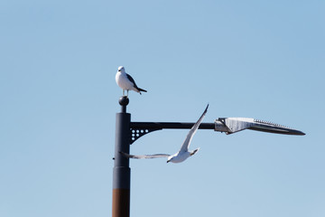 Seagulls in Busan fishing village
