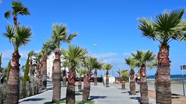 Palm trees in Larnaca beach, Cyprus island