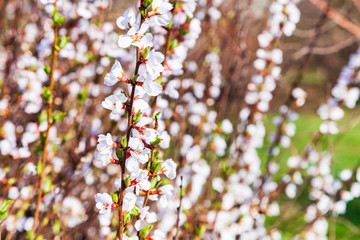 Blooming white bush in a spring park.