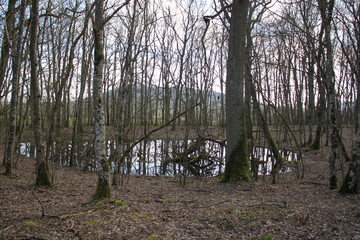 Forest swamp during springtime natural reserve