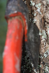 closeup of trunk of a tree