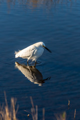A wading Snowy Egret (Egretta thula) is reflected in the water in the Merritt Island National Wildlife Refuge in Florida, USA.