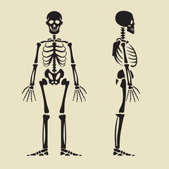 Human skeleton in front and profile. Isolated illustrations in flat style.