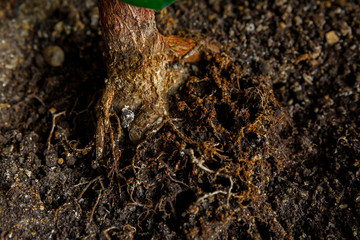 tree roots stick out of the ground