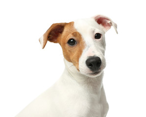 Cute Jack Russel Terrier on white background. Lovely dog