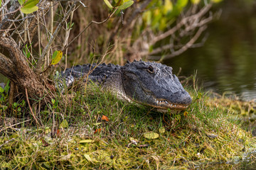 Close up portrait of an adult American Alligator (Alligator mississippiensis) lying in the grass in Florida, USA.