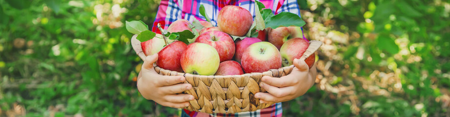 child picks apples in the garden in the garden. Selective focus.
