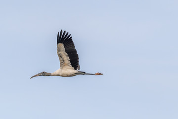 Wood Stork (Mycteria americana) flying over Merritt Island National Wildlife Refuge, Florida, USA.