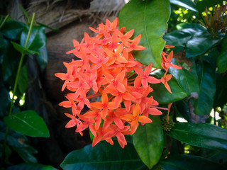Orange Flowering Shrub Of Flame Of The Woods Or Jungle Flame Or Ixora Coccinea In The Garden