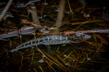Close up of a young American alligator (Alligator mississippiensis) hatchling standing on branches in the water in Florida, USA.
