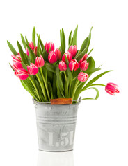 red tulips in a bucket, on a white background