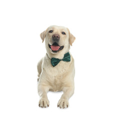 Labrador retriever with green bow tie on white background. St. Patrick's day