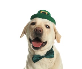 Labrador retriever with leprechaun hat and bow tie on white background. St. Patrick's day