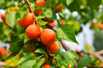 The apricot trees are covered with fresh apricots at harvest time