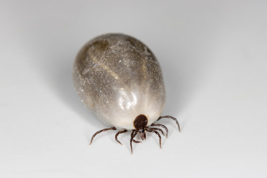 Macro of fully engorged European Castor Bean tick with swollen abdomen on white latex background