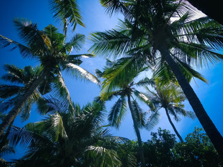 Fototapeta na wymiar Warm Atmosphere Under Coconut Palm Trees And Bright Clear Blue Sky In The Plant Field