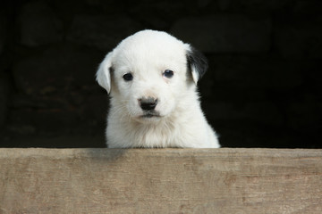 Furry white stray puppy outdoors. Baby animal