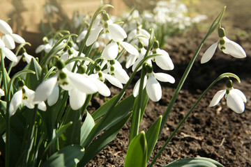 Beautiful snowdrops growing in garden. Spring flowers