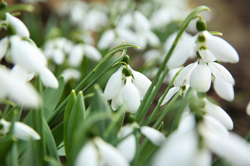 Beautiful snowdrops growing in garden, closeup. Spring flowers