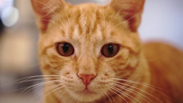 Adorable orange cat zoom in - big eyes staring at camera. No person in the scene. Isolated on blurred background - shallow depth of field.