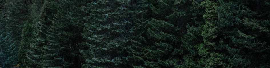Banner fondo bosque pinos outdoor