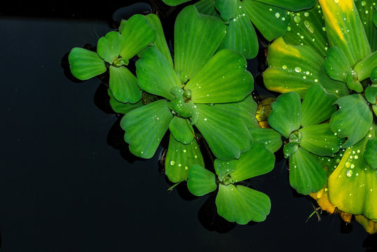 pleuston on water