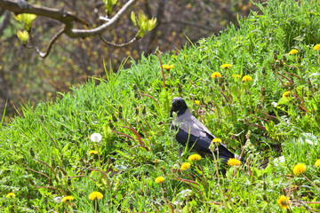 Crow walks on green grass and flowering yellow dandelions