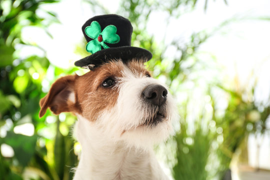 Jack Russell terrier with leprechaun hat outdoors. St. Patrick's Day