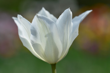 Fototapeta premium White tulip with opened petals against a delicate bokeh