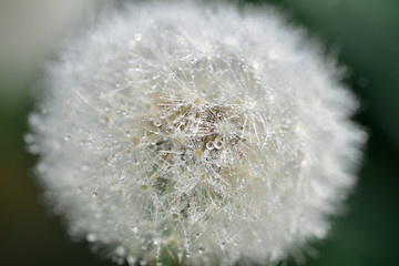 Fototapeta premium Head of a faded dandelion with fluffy seed umbrellas covered with dew drops 