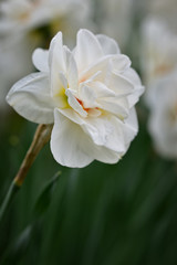 Rare terry daffodils with white petals and an orange center