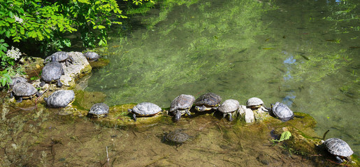 turtles in town park