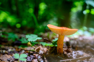 Orange Mushroom Grows On Forest Floor