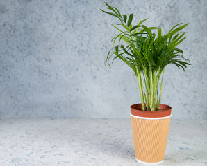 A green plant in a paper Cup on a grey concrete background