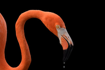Elegant pink flamingo with drops of water on its beak on a contrasting black background