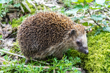 Wild prickly animal hedgehog close up in the spring forest sniffs moss and grass.